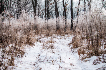 Hoarfrost on trees. Winter forest.