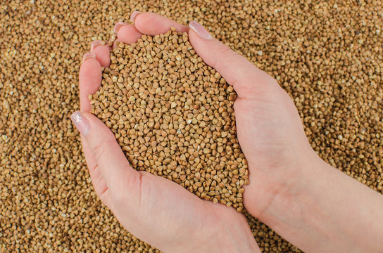 woman holding handful of Buckwheat groats texture premium grain background closeup fragment,