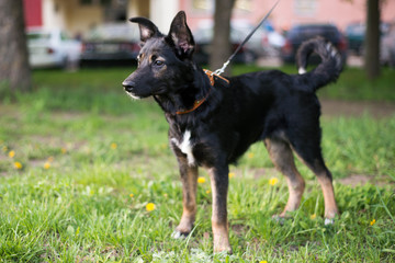 A small black dog with white spots and red paws walks in a park on a leash and looks intently into the distance, seeing something interesting