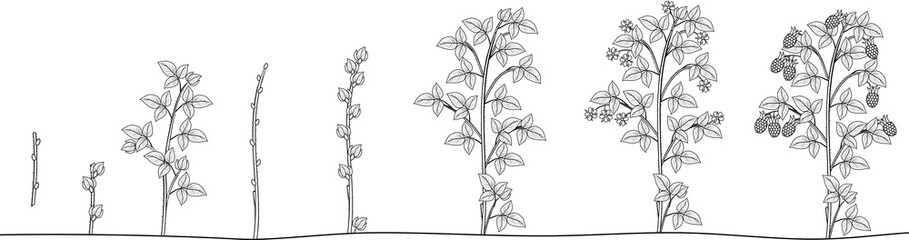 Coloring page with two year life cycle of raspberry isolated on white background. Growth stages from propagule (stem cutting) to scrub with harvest of berries