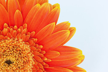 Petals of beautiful orange gerbera close up.