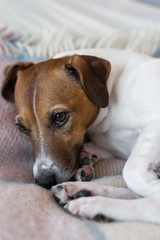 Close-up of lying sick dog Jack Russell Terrier with sad eyes