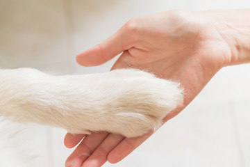 Contact between dog paw and human hand, gesture of affection