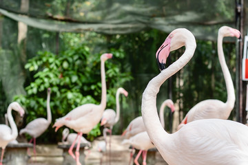 Group of Flamingo