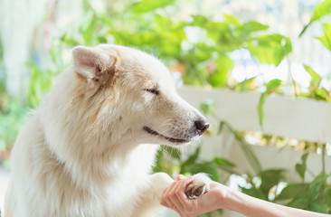 Contact between dog paw and human hand, gesture of affection