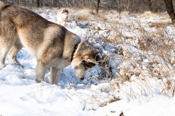 husky dog with blue eyes in the snowy winter park