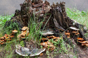 Group of different fungus are growing on a old stump. Parasitic plant.