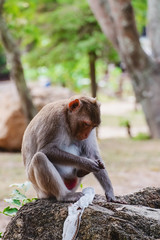 Monkey sitting on the stone