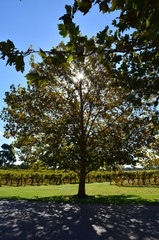 Sun through Tree