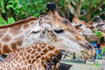 Giraffe being fed