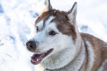 husky dog with brown eyes in the snowy winter park, close up