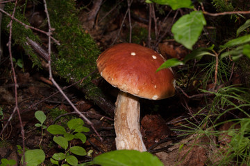 Big edible mushroom is growing in green forest. Leccinum aurantiacum.