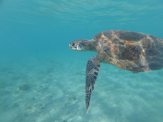 Tortue verte de Mayotte qui nage dans une eau bleue
