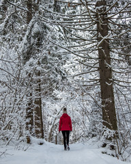 Winter wonderland in Slovenia forest snow covered