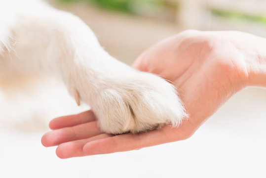 Contact Between Dog Paw And Human Hand, Gesture Of Affection