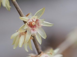 Macro of the flower of Chimonanthus, wintersweet, genus of flowering plants in the family Calycanthacea