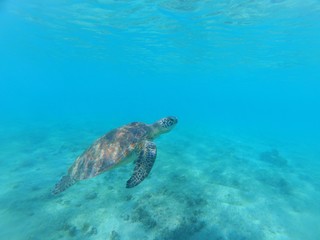 Tortue verte de Mayotte qui nage dans une eau bleue