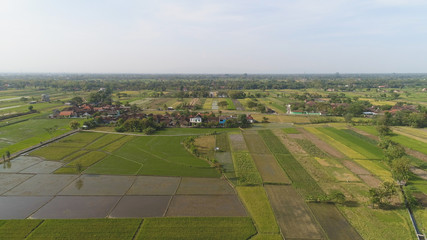 aerial view rice fields, agricultural land with sown green in countryside. farmland with agricultural crops in rural areas Java Indonesia. Land with grown plants of paddy