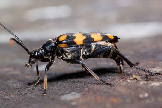 death watch beetle