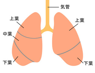 肺のしくみ