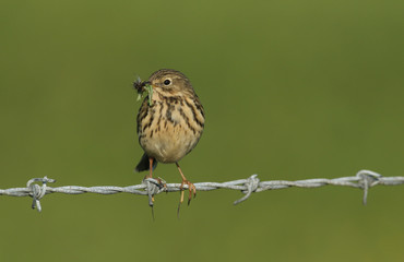 A pretty Meadow Pipit (Anthus pratensis) perched on a barbed wire fence with a beak full of insects for its babies.	