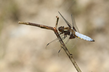 A stunning male Broad-bodied Chaser Dragonfly (Libellula depressa) perched on a branch.