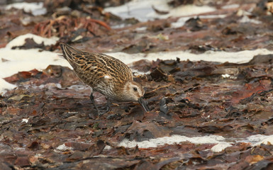 A pretty Dunlin bird (Calidris alpina) searching for food in the seaweed at high tide on Orkney, Scotland.