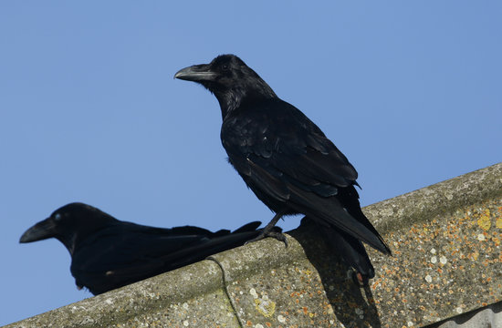 Raven (Corvus corax) perched on a roof on Orkney, Scotland.