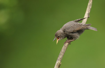A cute baby Starling (Sturnus vulgaris) perched on a tree calling to its parents to feed it.