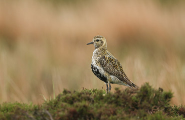 A stunning Golden Plover bird (Pluvialis apricaria) perched on top of a low growing heather bush on the moors.