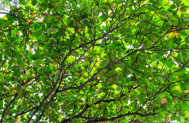 Beautiful of green tropical leaves with sunlight