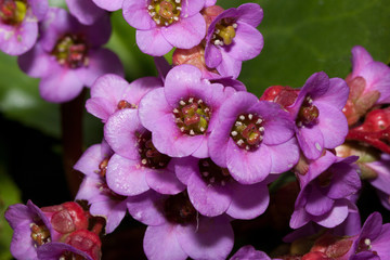 Purple flowers of bergenia are growing in a spring garden. Close up. Bergenia cordifolia purpurea.