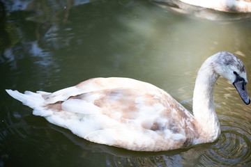 big swan Bird In the pool   © sakdinon