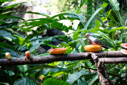 Bird Lumpo Eating food On the timber
