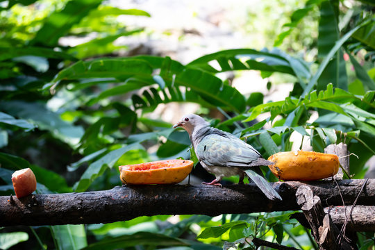 Bird Lumpo Eating food On the timber
