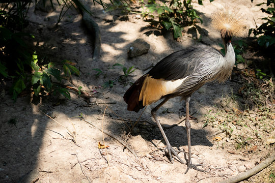 Big beautiful Grey Crowned Crane bird
