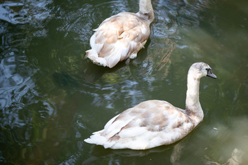 big swan Bird In the pool   © sakdinon