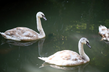 big swan Bird In the pool   © sakdinon