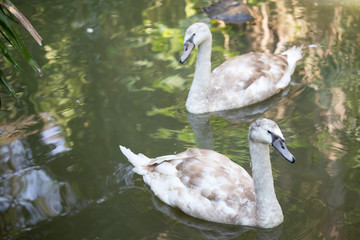 Fototapeta premium big swan Bird In the pool 