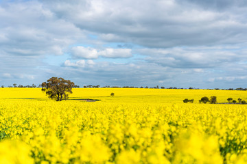 Yellow canola (rapeseed) flowers bloom - ready for harvest - in the small wheatbelt town of York, Western Australia.