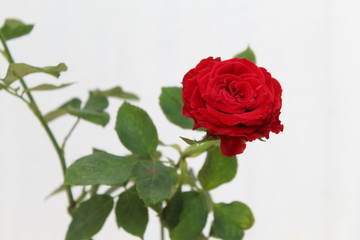 Red Rose on White