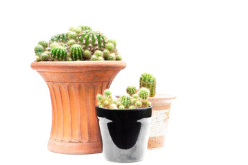 Group of cactus plant in pots isolated in white background.