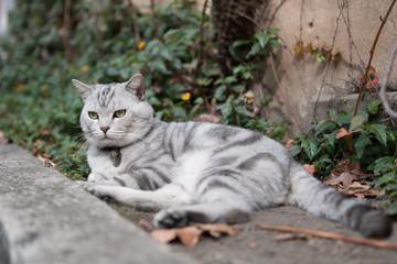 Cute American short-haired cat sleeps on the ground