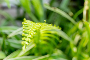 Close up new fern leaf in garden with blur background.