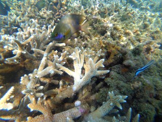 Poissons tropical en colère