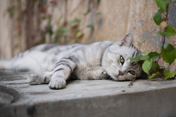 Cute American short-haired cat sleeps on the ground