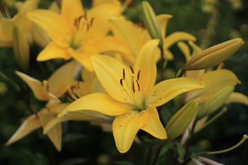 yellow lily close up after rain