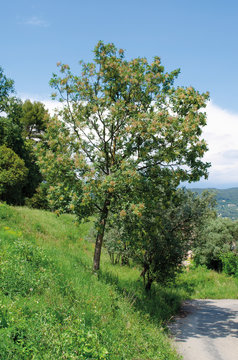 Fraxinus ornus, isolated tree