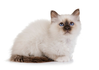 birman kitten in studio