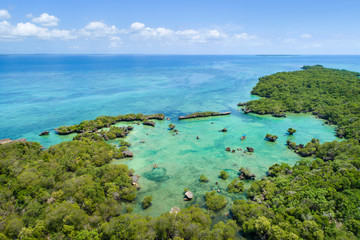 Fototapeta na wymiar green lagoon with mangrove forest in Tanzania